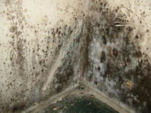 Mould