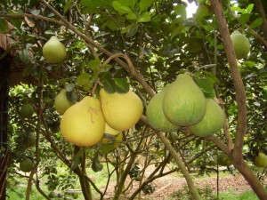 93242945_gaint_grape_fruit